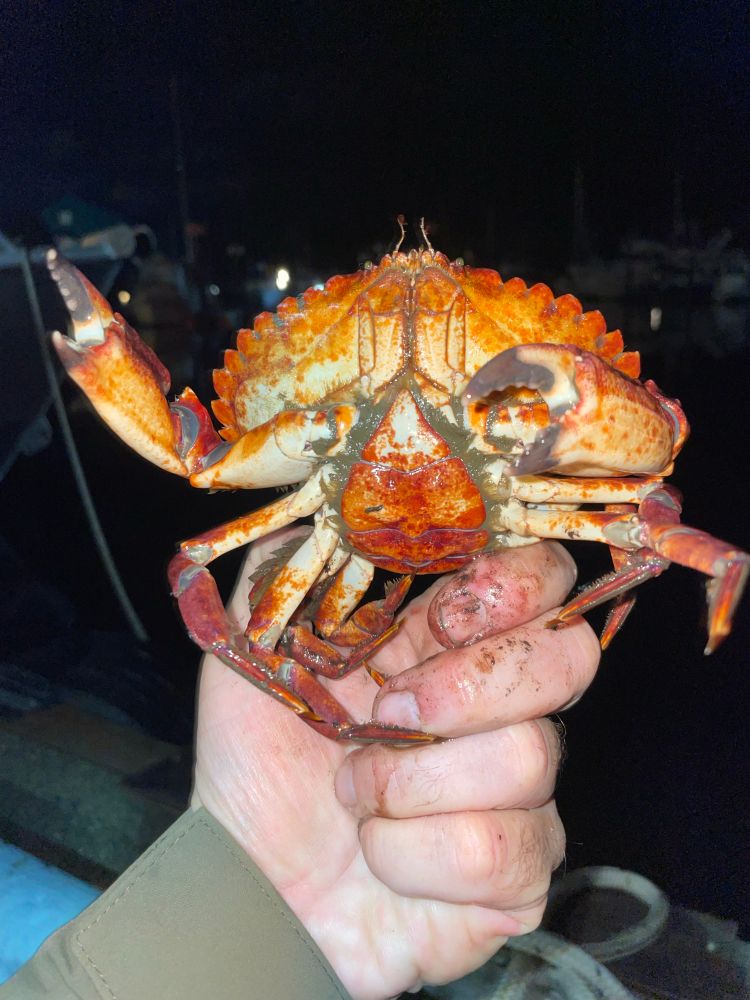 Red rock crab. 