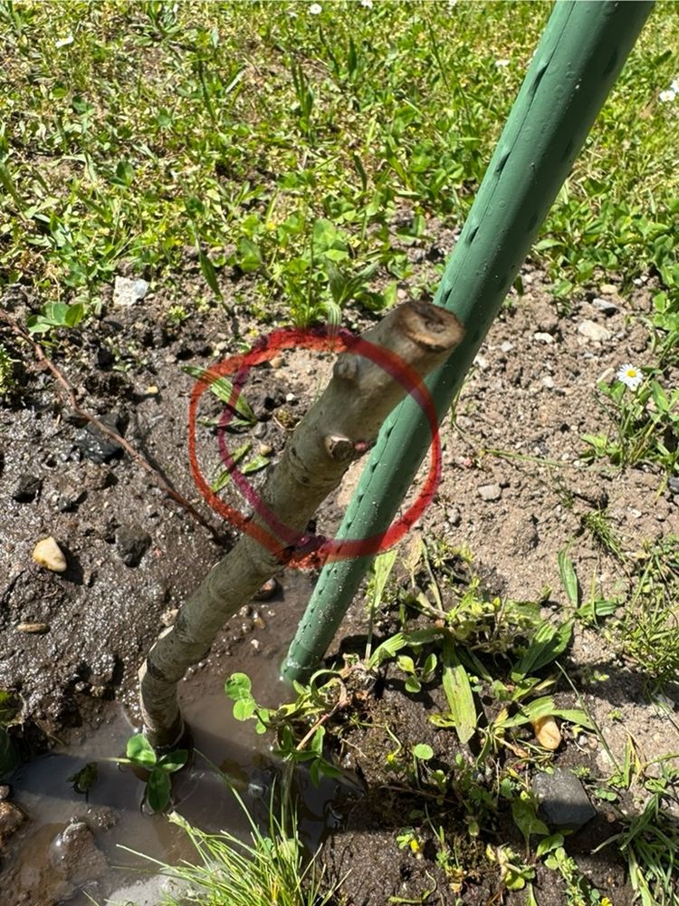 A 20-cm high stem without leaves.