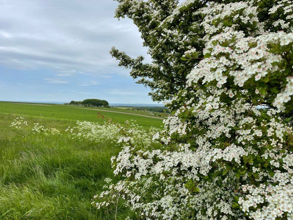 Hawthorne in the spring 