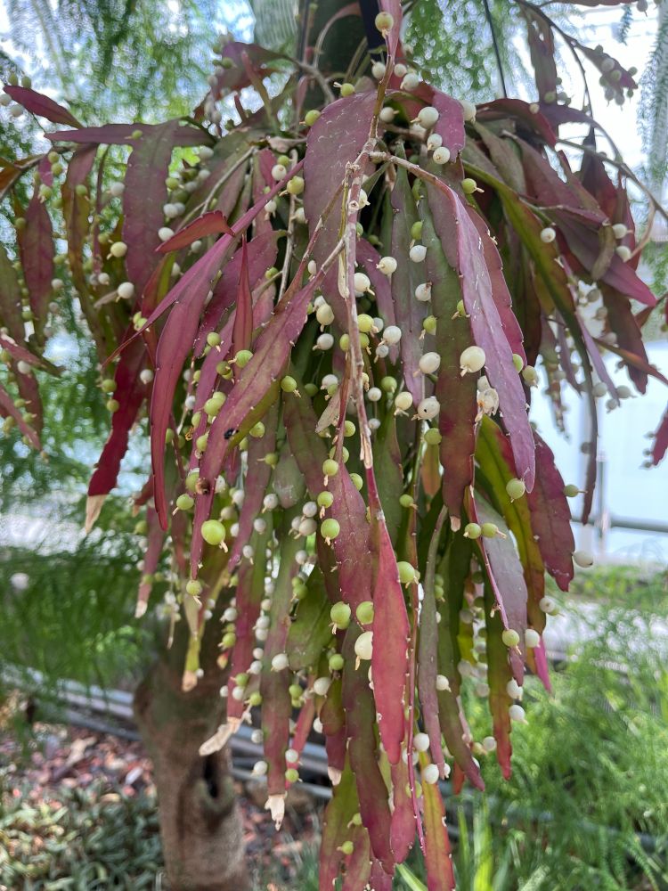 Red coral cactus: a plant in a greenhouse with elongated reddish leaves and small green spheres. 