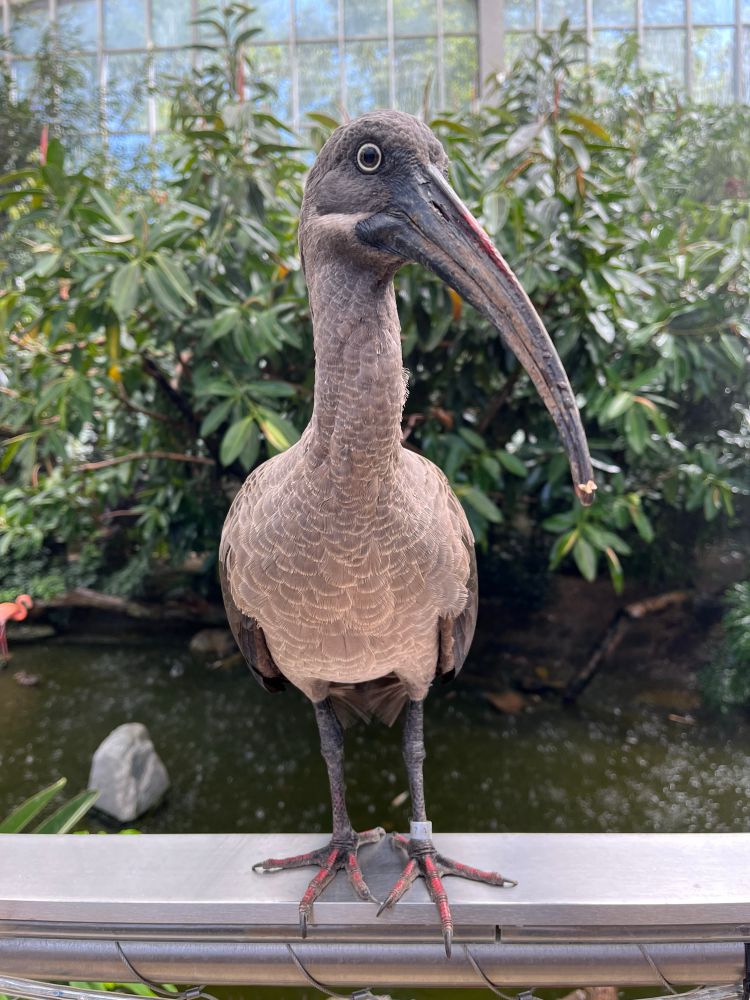 A bird with a light brown body and a long, curved beak perches on a railing in an aviary and looks at the camera.