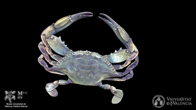 Screenshot of a 3D digital model of a Cangrejo azul crab (Callinectes sapidus) against a black background. Next to the crab is the logo of the Museo Historia Natural, Valencia.