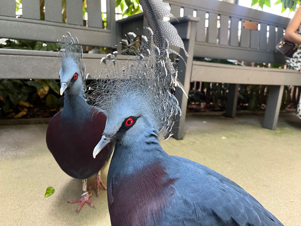 Two pigeons with bright red eyes, blue heads and backs, purple chests and a frothy confection of feathers on their heads.