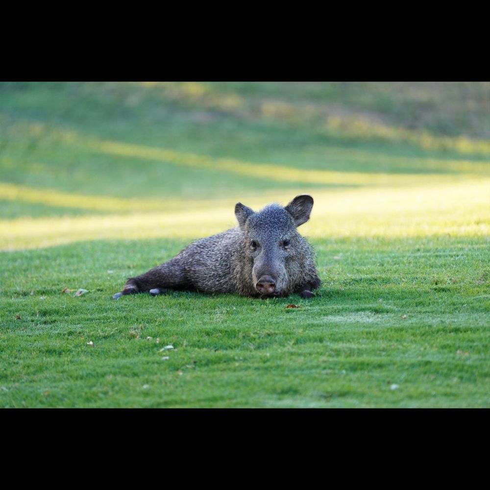 Wild pig-like animals are tearing up an Arizona golf course. The internet is delighted