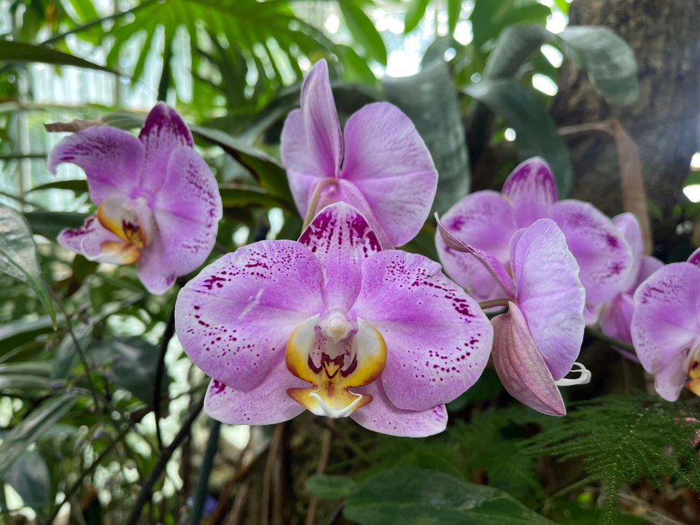 The happy dancer: a purple-pink orchid with a yellow center.