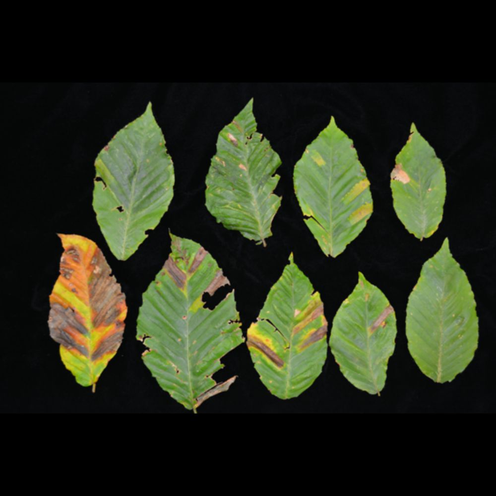 Beech Leaf Disease in New Jersey