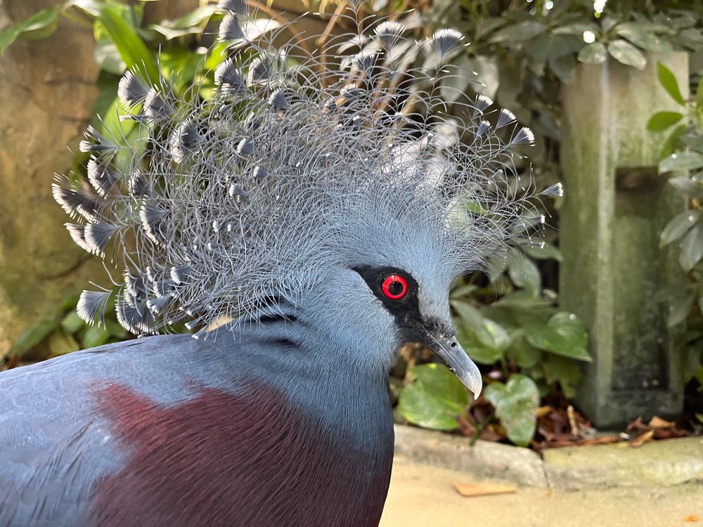 A blue pigeon with a bright red eye and a ridiculously elaborate floofy crown of feathers.