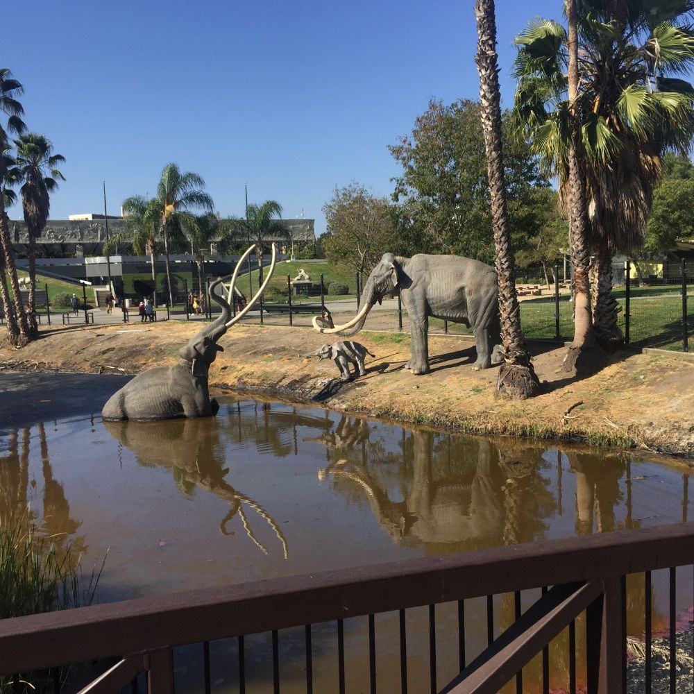 Three models of extinct mastodons at a tar pit in Los Angeles. One of the mastodons, an adult, is stuck in the tar. Its mate and a young mastodon stand on the bank.