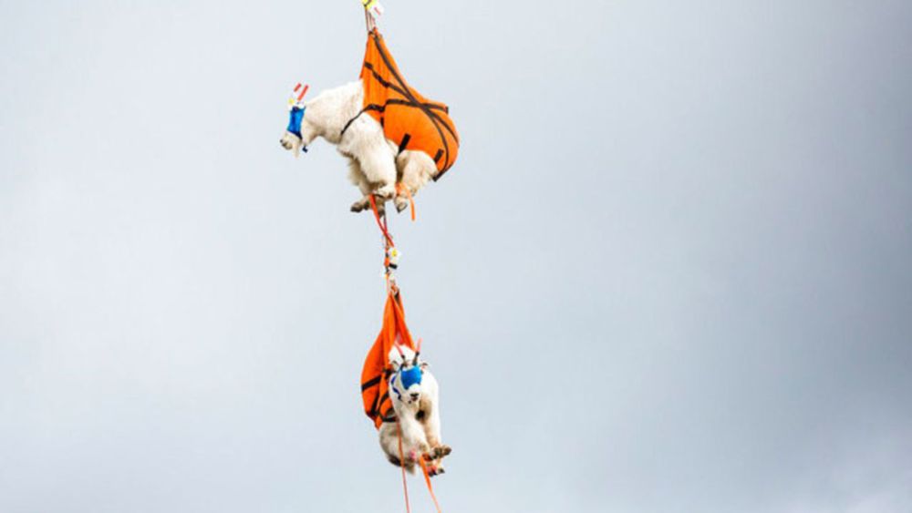 Goats addicted to human urine airlifted out of national park