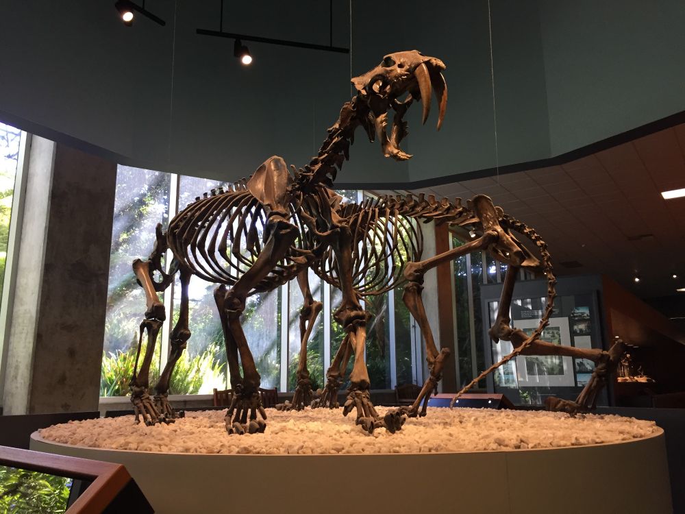Mounted skeletons of two saber-toothed cats, their bones stained dark brown from the tar that buried and preserved them.