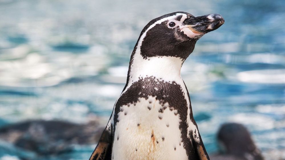 Penguins shoot 'poop bombs' more than 4 feet, incredibly important study finds