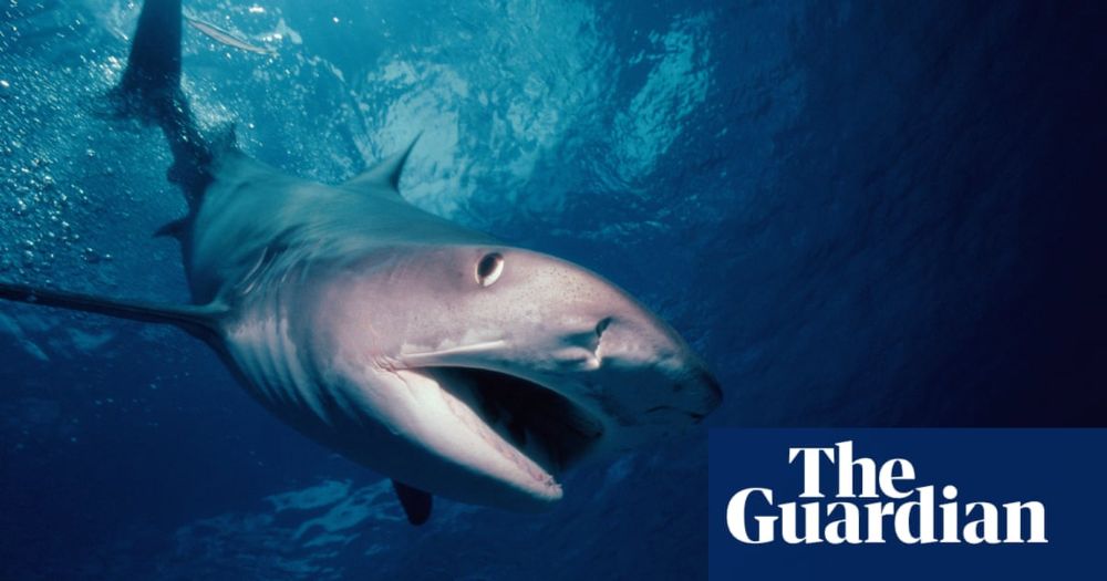 Tiger shark regurgitates whole echidna, leaving Australian scientists ‘stunned’