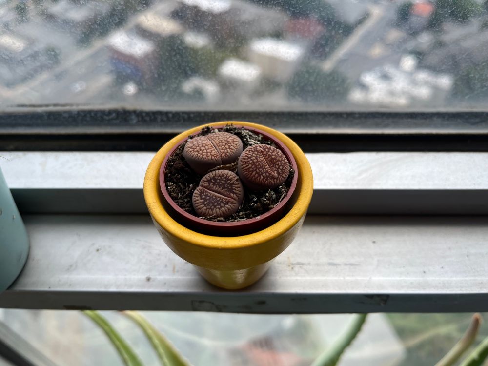 Three small brownish, brainlike succulents in a yellow pot, on a window ledge.
