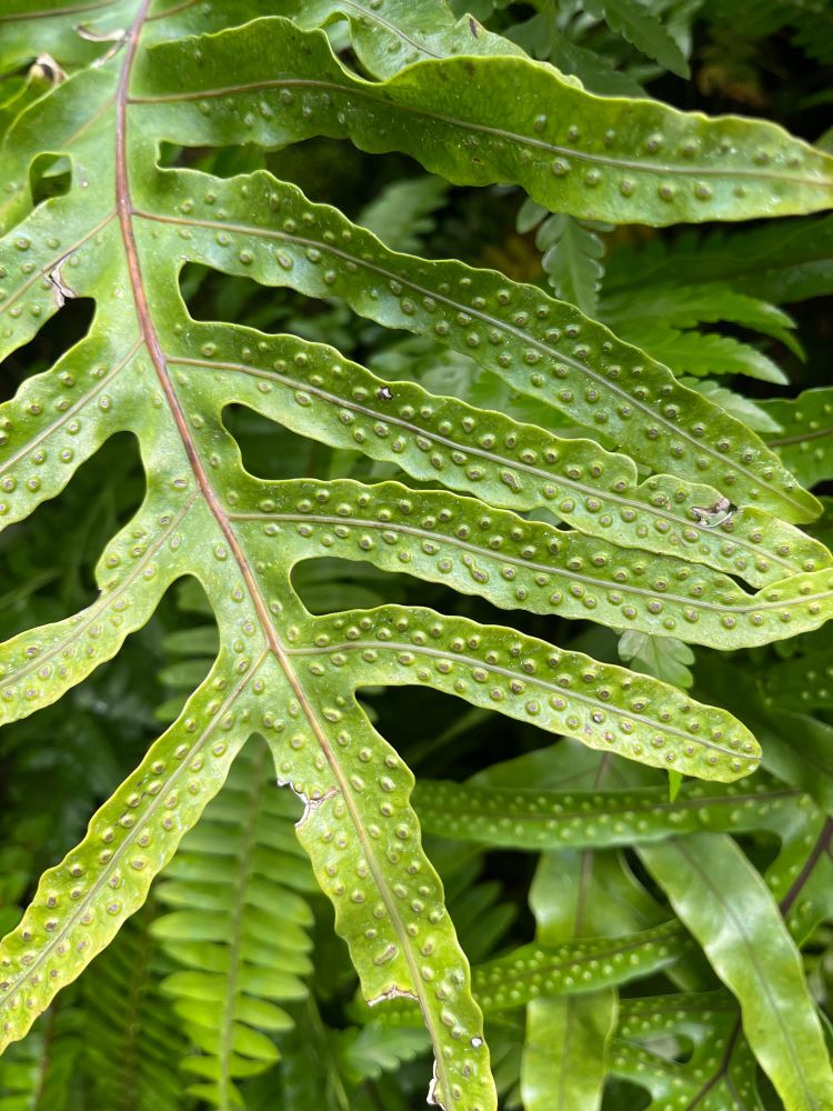 Warty fern: closeup of a fern, its leaves covered with tiny spore-producing bumps.