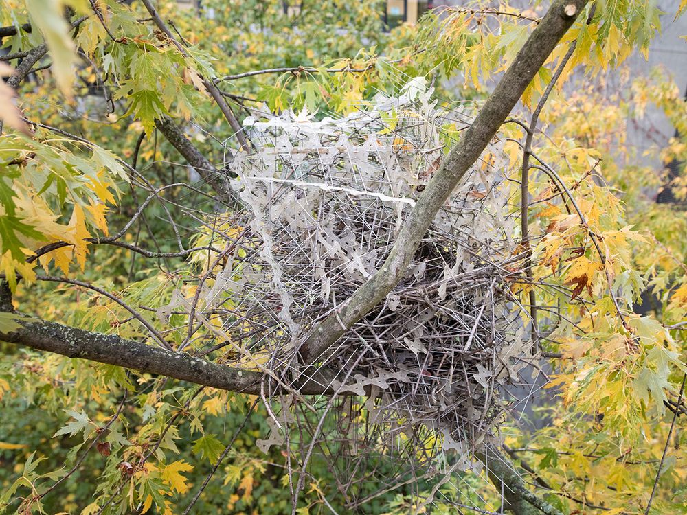 A bird's nest in a tree in Antwerp. The nest is made of metal anti-bird spikes