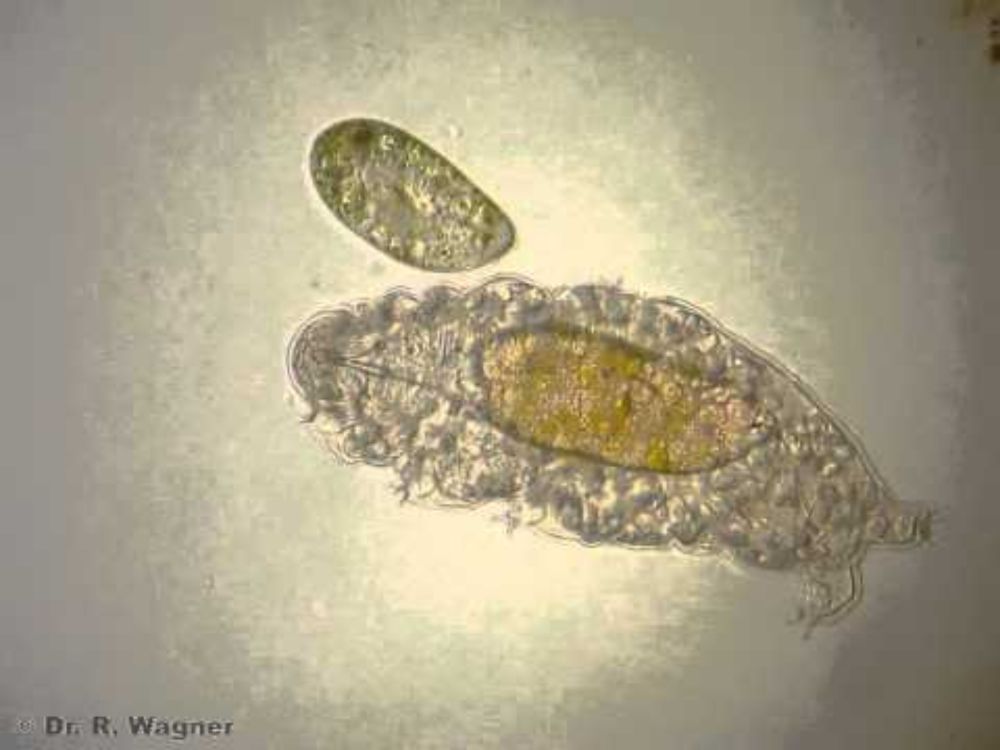 Water bear (Tardigrade) meets Paramecium