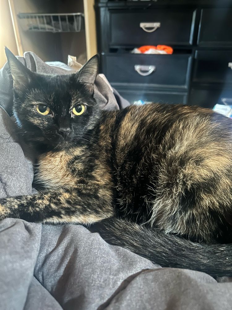 A picture of a torti cat on a grey blanket