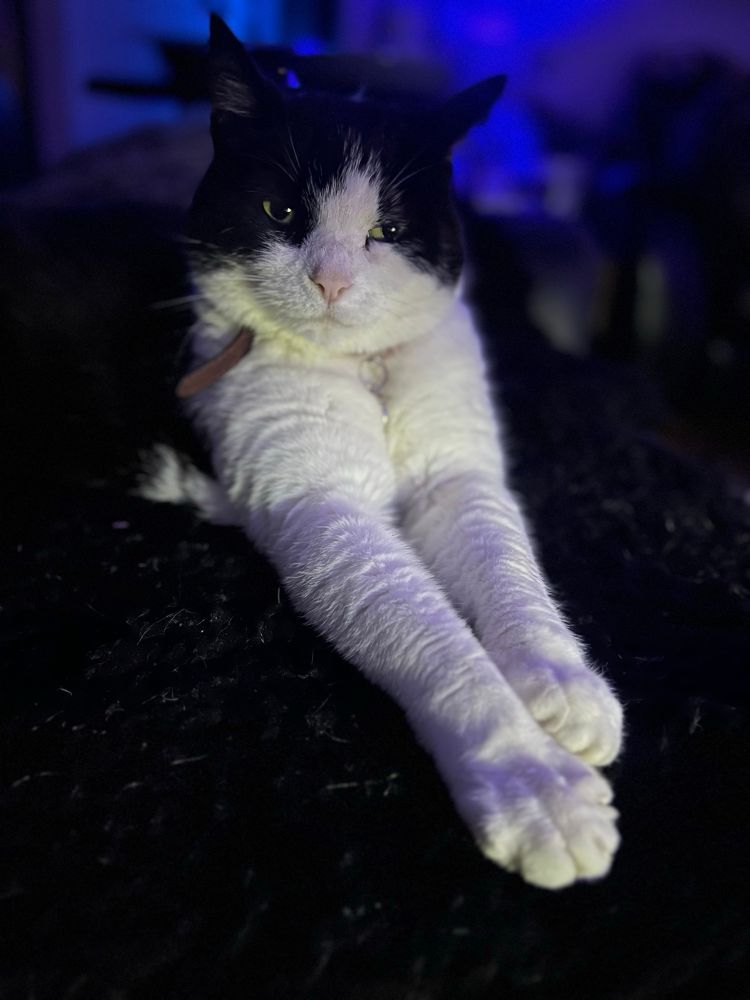 Black and white cat with two white front legs outstretched 