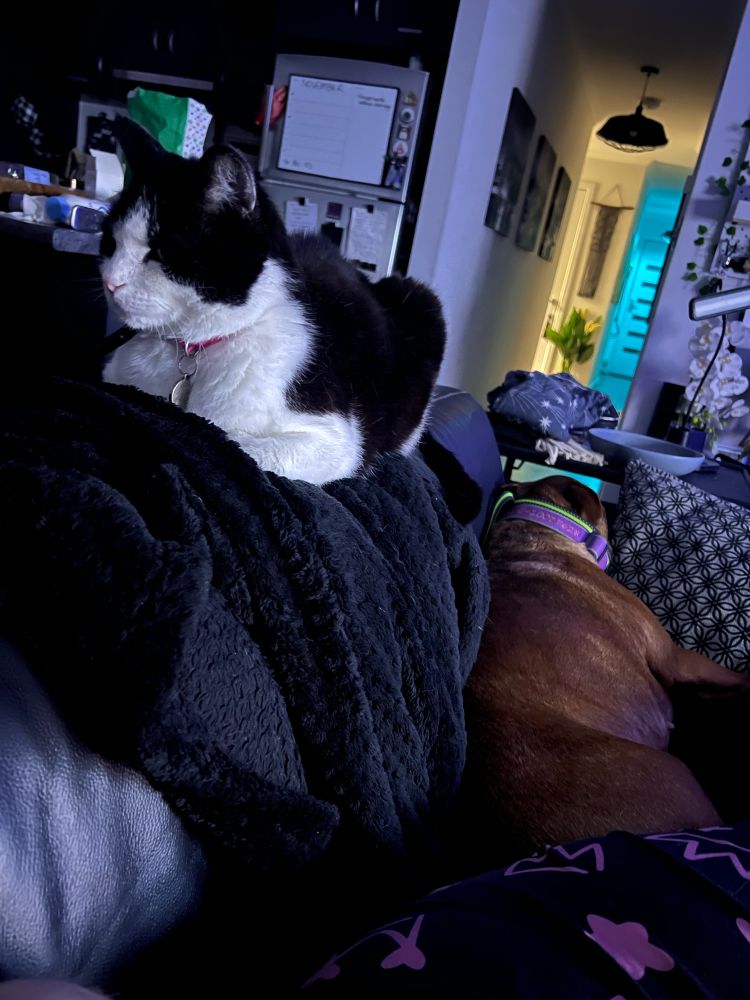 Cat and dog on the same couch