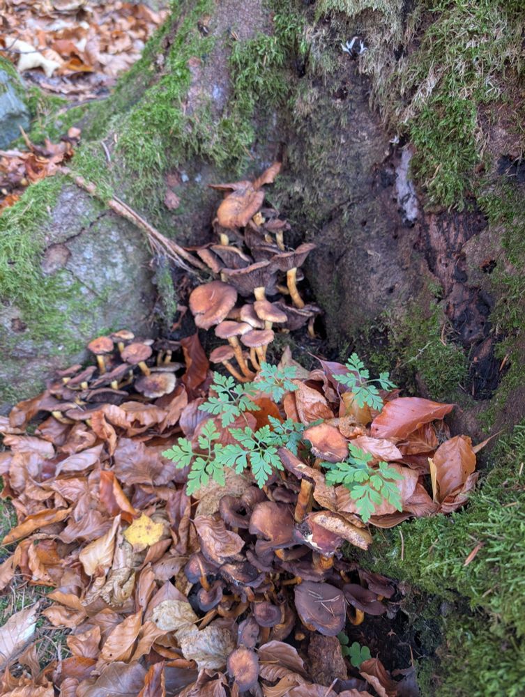 More mushroom again nestled at the foot of a tree trunk between a bed of leaves and some moss and lichen.