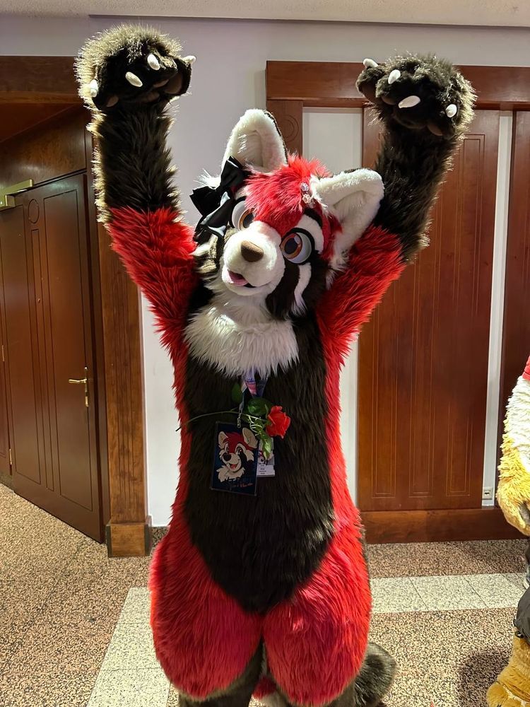 A picture of a person in a red panda fursuit doing the typical threatening red panda pose.