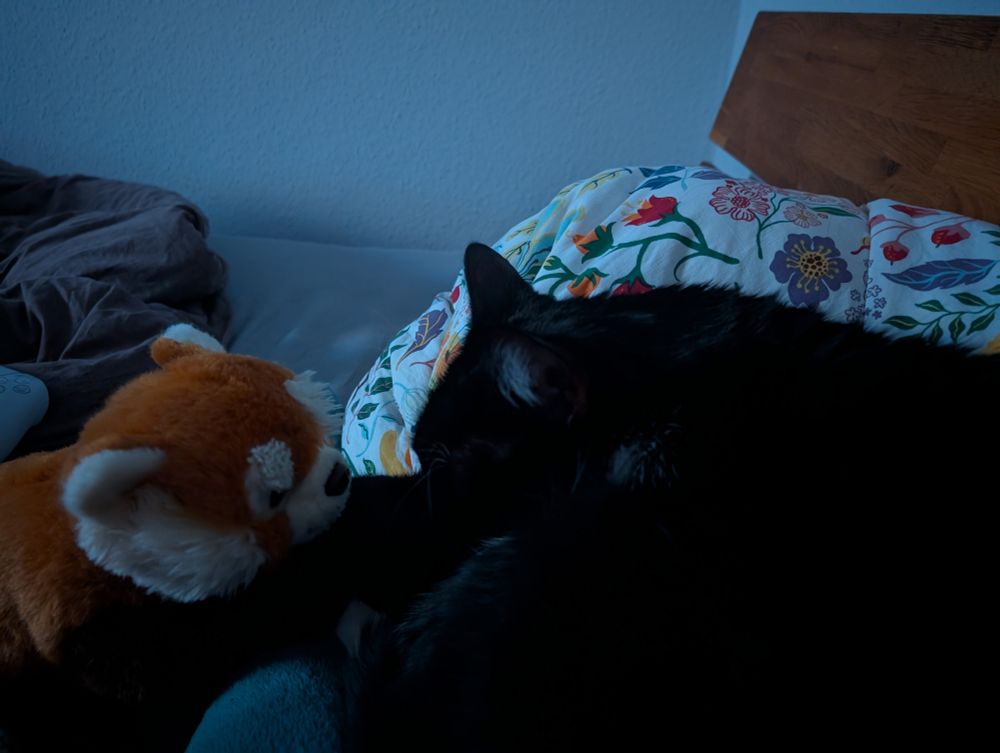 A picture of a black cat rolled up on a bed. A red panda plushie is facing the cat there to provide emotional support.