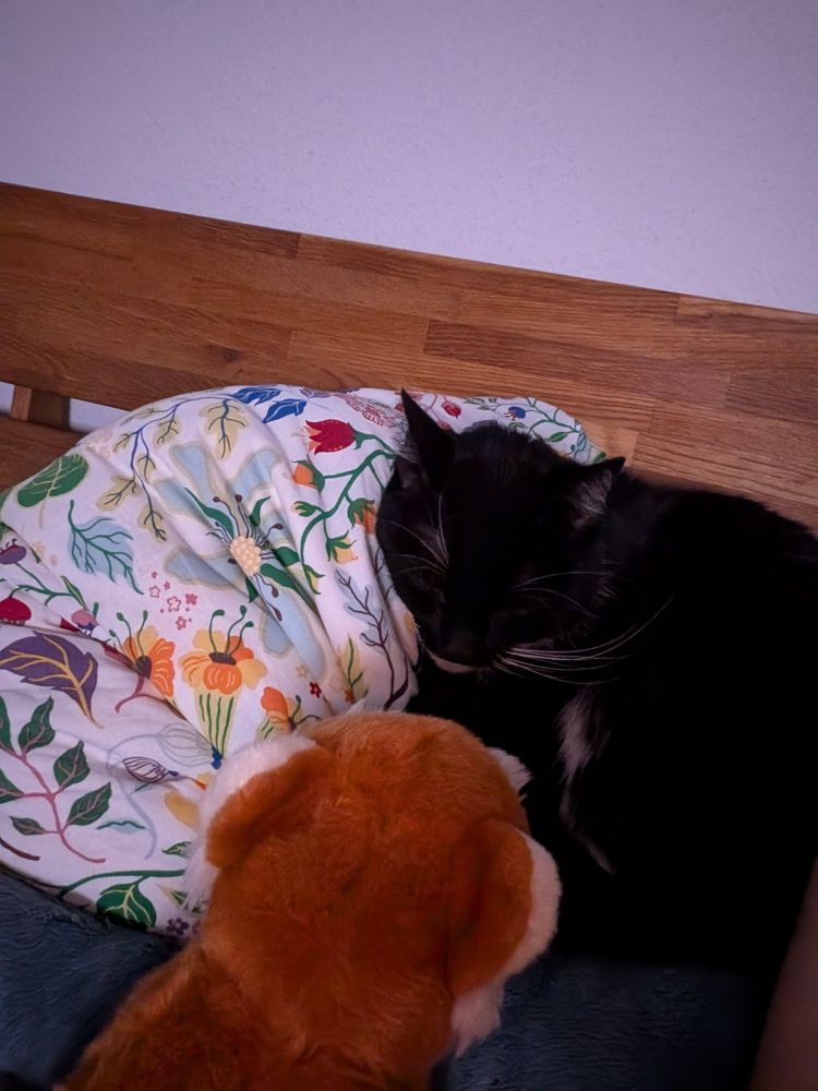 Picture from another angle. Cat is still rolled up and still snuggled up against the pillow and close to the red panda plushie.