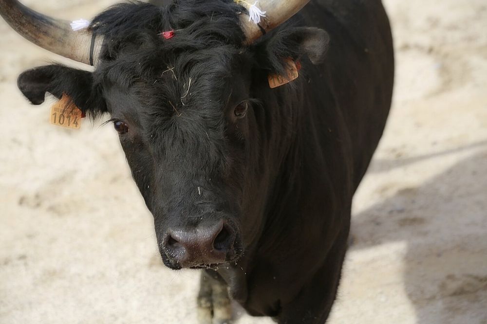 Urge Spain's New Prime Minister to End the Bloody Torture of Bulls  | People for the Ethical Treatment of Animals