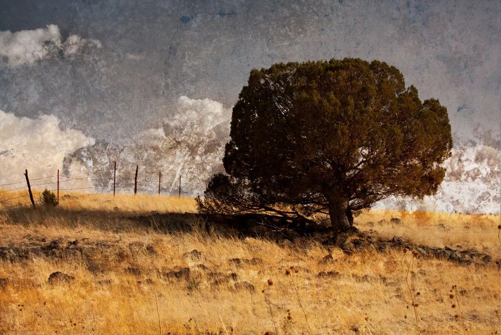 A lone oak tree stands near a fence line in a field full of long, dry grass. On the other side of the fence, large clouds linger low in the sky.