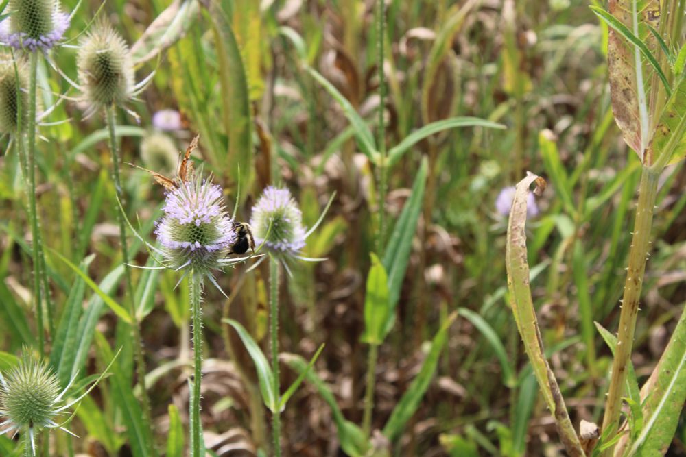 Color photo of the flowering weed, Common Teasel. One of the flowering heads is being pollinated by a butterfly and a bumble bee.