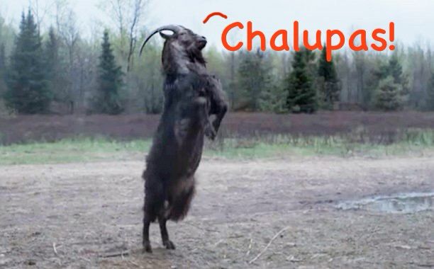 Black Phillip yelling Chalupas