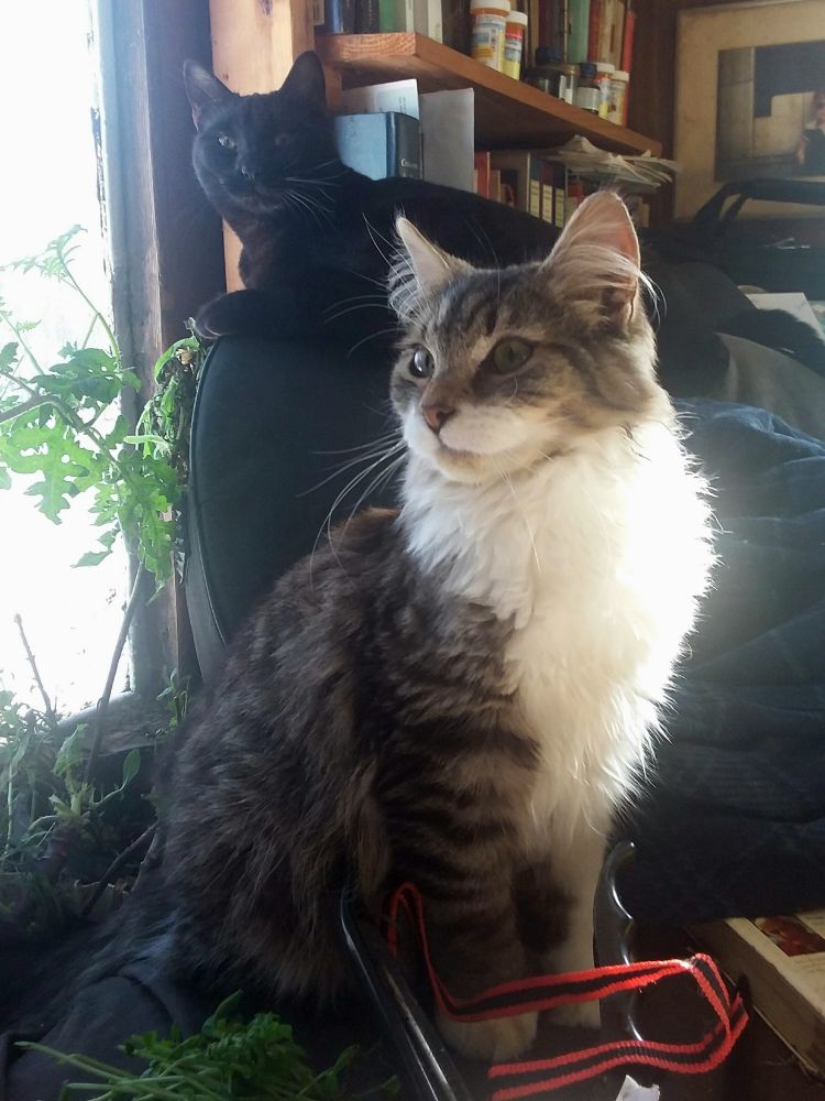 By a window with green plants, and a book shelf, sit two cats looking regal, one cat is sleek black short haired and the other is a slightly longer haired bi-coloured tabby tux.