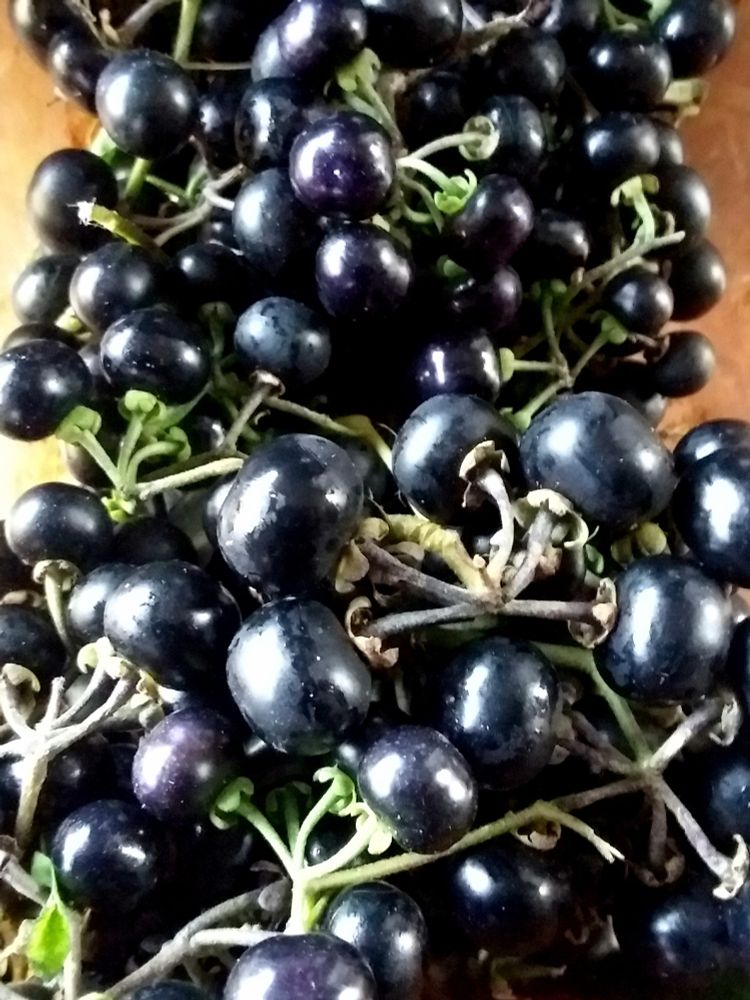 Dark purple round globular fruit clusters, and some green stems
