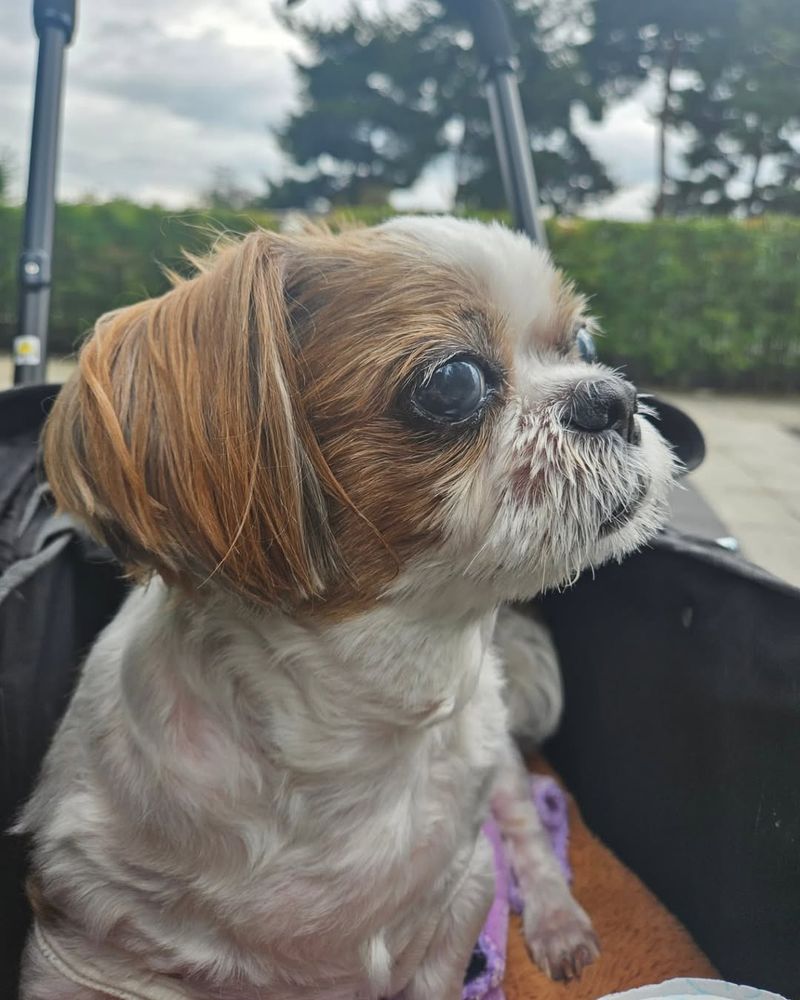 A photo of Jhope's dog Mickey.