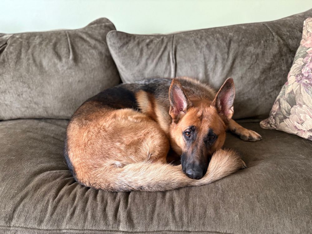 brown and black German shepherd sitting curled up like a croissant on a green couch with her head resting on her tail