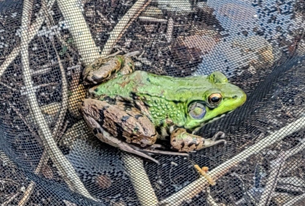 Bright green frog with brown legs sitting on a wet net, on dirt and twig covered ground.