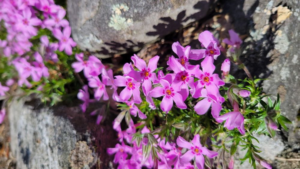 Pink moss phlox flowers nestled between gray rocks in a sunny garden 