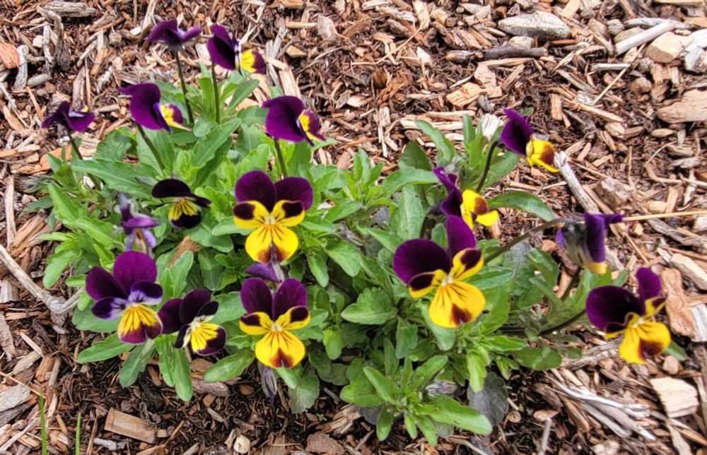 Purple Violets with more yellow than purple. 