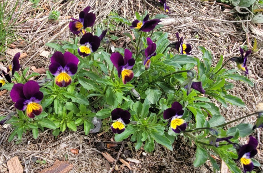 Purple Violets with larger yellow centers.