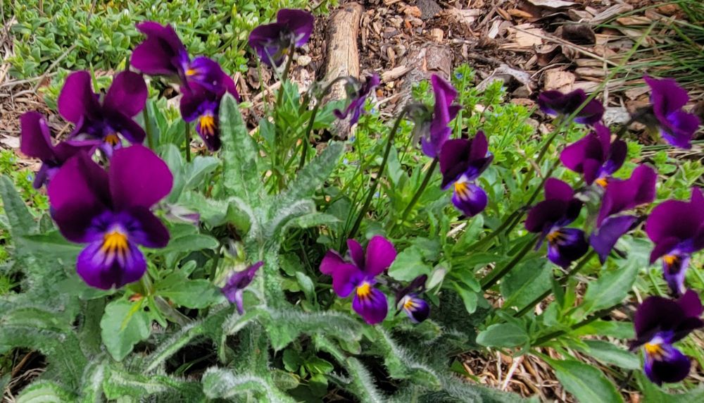 Purple Violets with small yellow centers