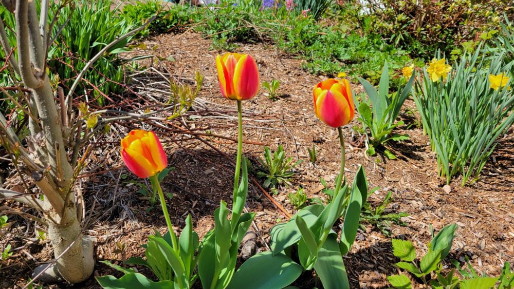 Orange and yellow tulips with yellow daffodils in background and bright green leaves on all. Sunny garden bed with brown mulch. 