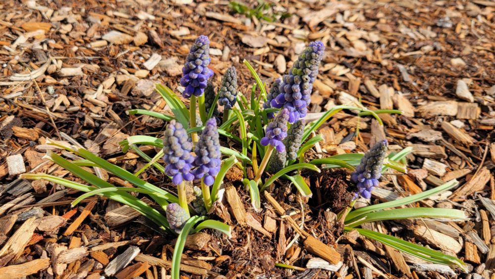 Purple Grape Hyacinth flowers coming up through brown mulch in a sunny garden. 