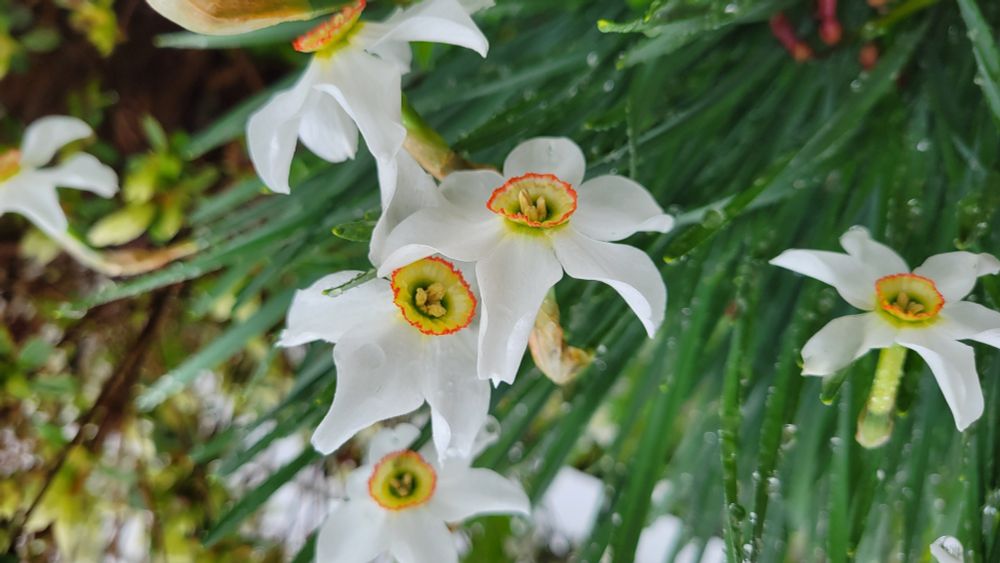 Multiple green stalked, white flowers with bright yellow centers, rimmed in bright red-orange.