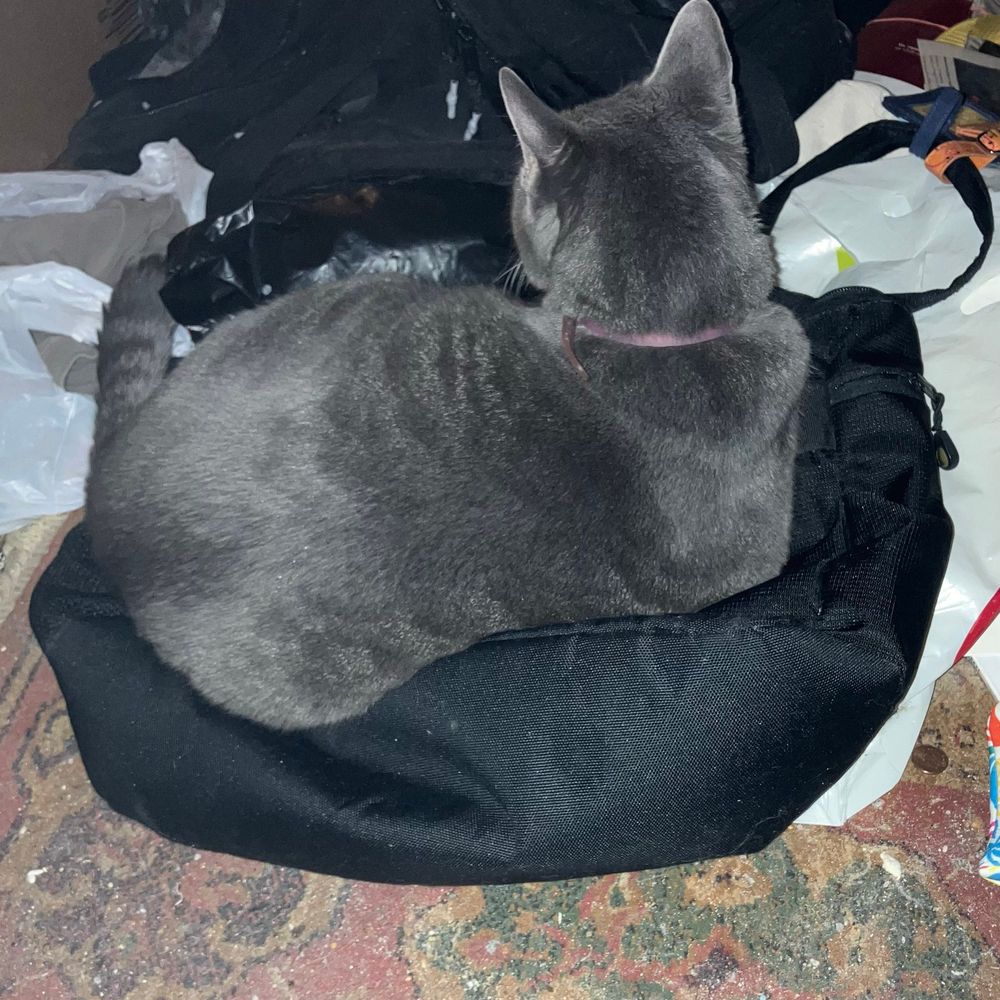 A tabby cat sits on a black tote bag. 