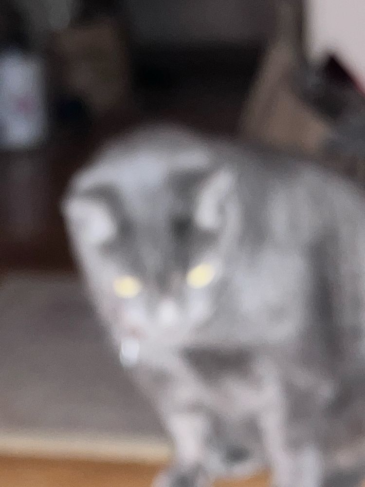 A blurry photo of a gray tabby. 