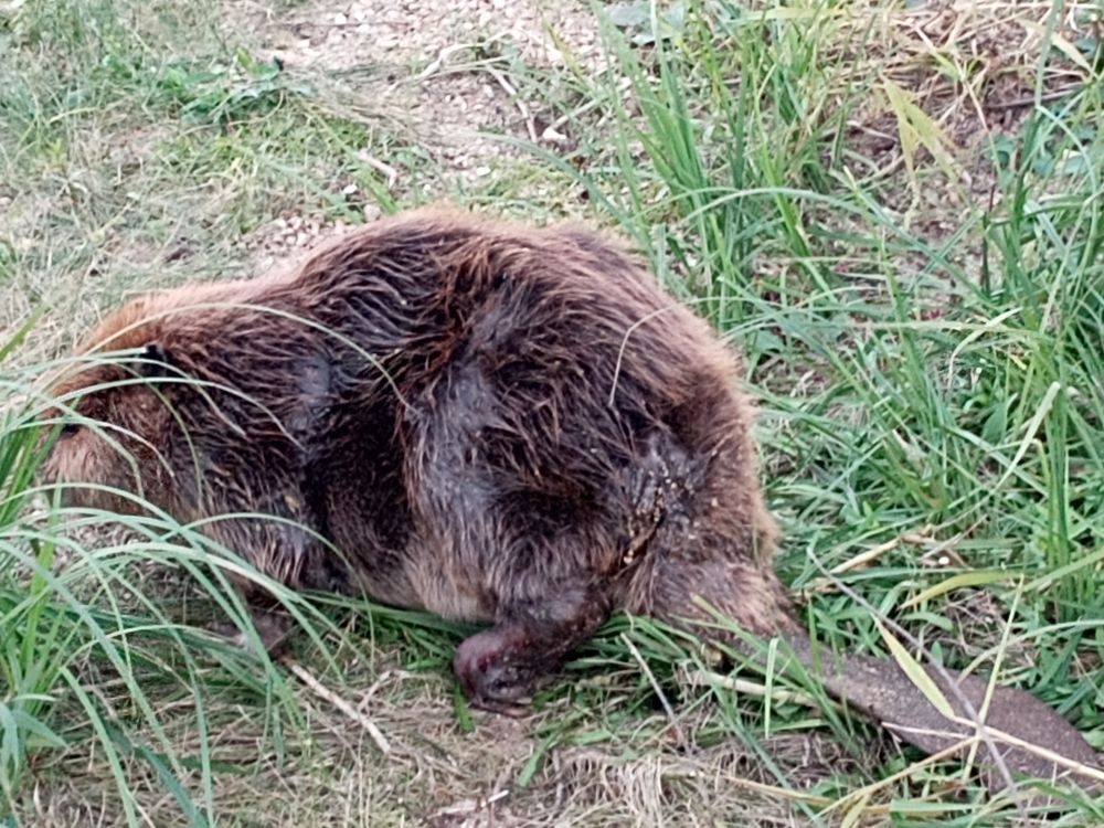 A North American beaver, castor canadensis.