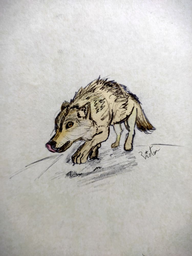 Um desenho a lápis de um lobo do ártico lambendo o focinho. Ele está olhando para a câmera. 