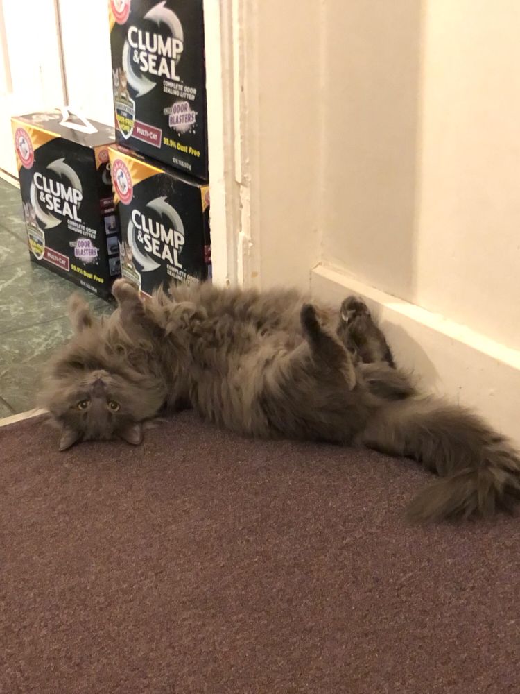 An extremely fluffy grey cat, laying on her back with her legs in the air, looking directly at the camera with wide eyes.