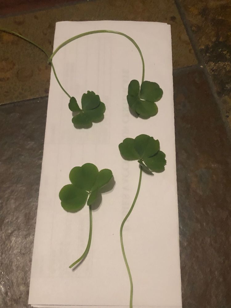 Four four-leaf clovers, spread out on a white piece of paper on a stone coffee table.