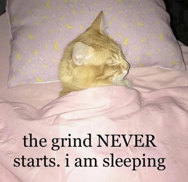 orange cat under blanket sleeping with head on pillow 

the grind NEVER starts. i am sleeping